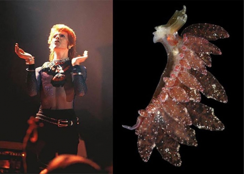 The great David Bowie and his counterparts, sea slugs