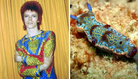 The great David Bowie and his counterparts, sea slugs