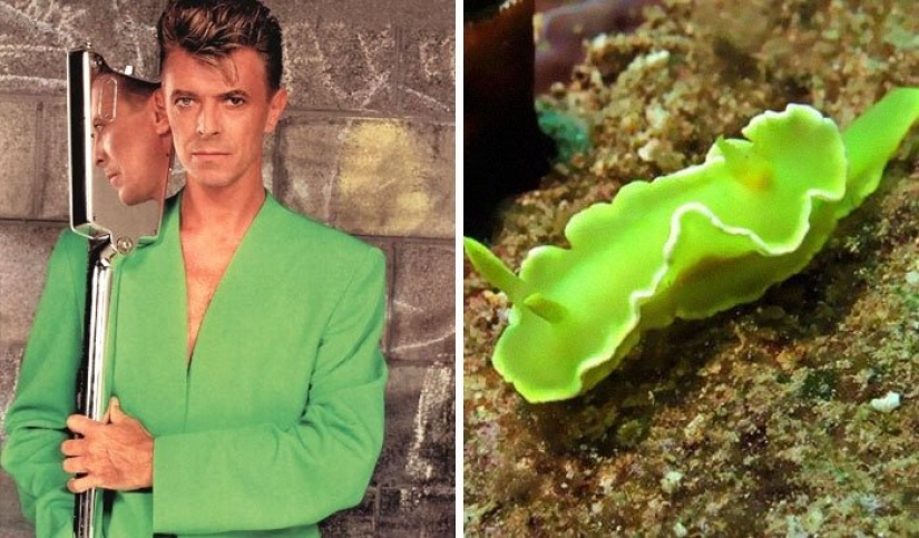 The great David Bowie and his counterparts, sea slugs