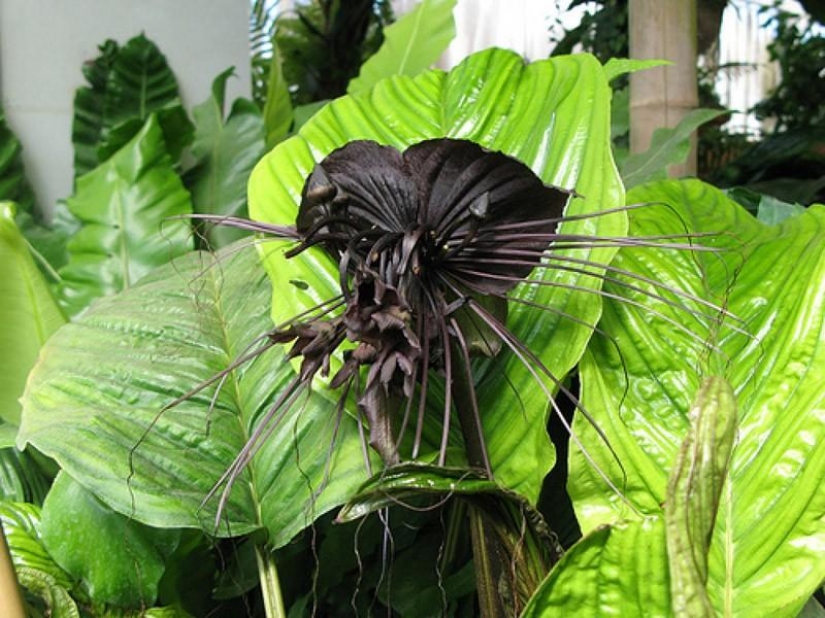 The most scary plants in the world that grow, may your house