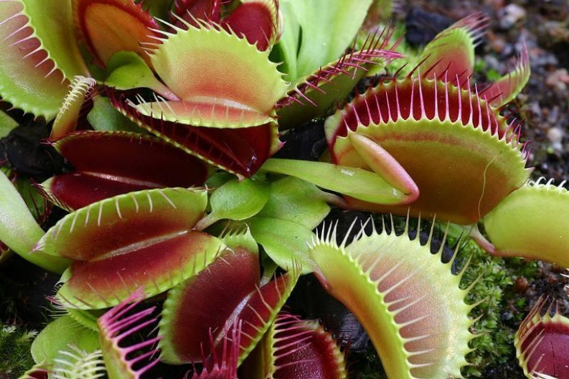 The most scary plants in the world that grow, may your house