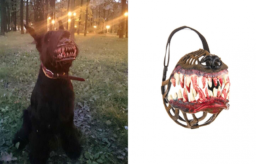The muzzle, which will make the best dog into a bloodthirsty monster