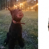 The muzzle, which will make the best dog into a bloodthirsty monster