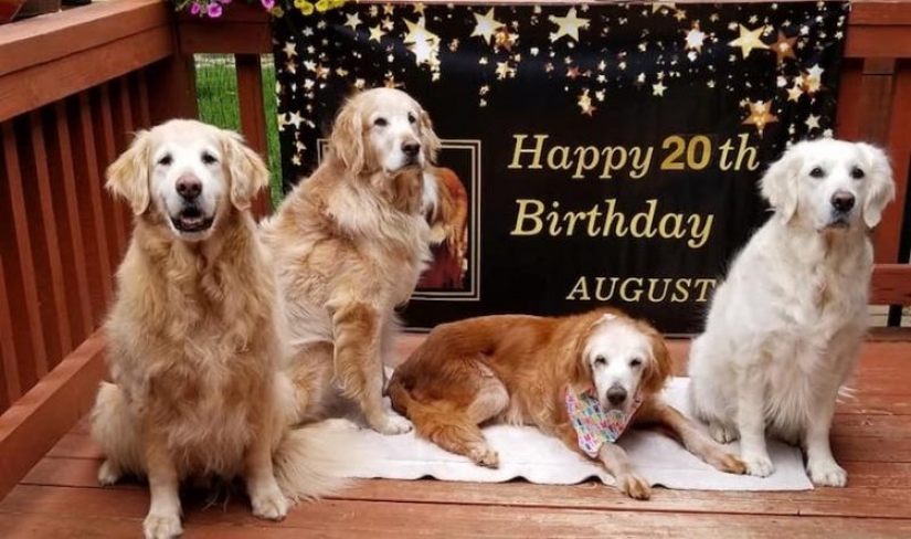 The oldest Golden Retriever in the world was 20 years old