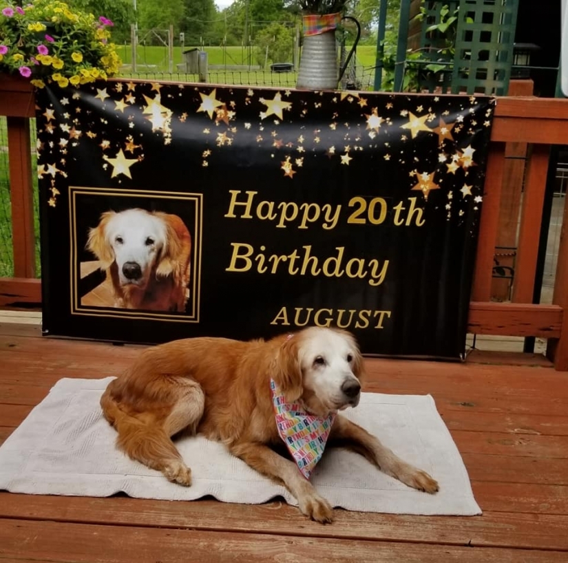 The oldest Golden Retriever in the world was 20 years old