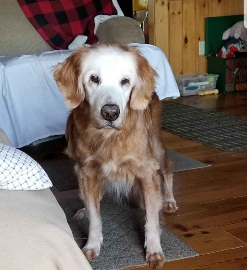 The oldest Golden Retriever in the world was 20 years old