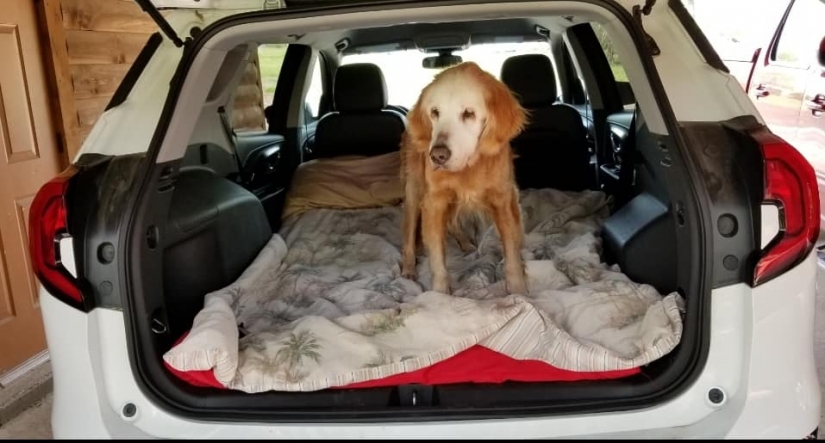 The oldest Golden Retriever in the world was 20 years old