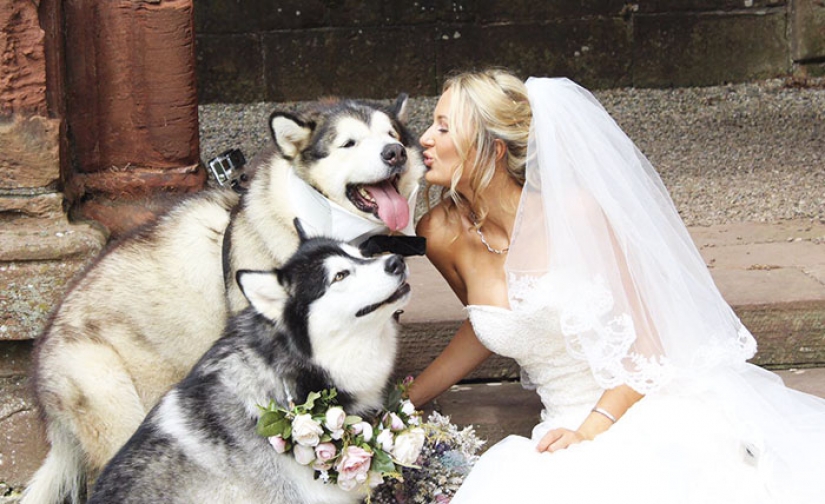 The pair made two Malamutes witnesses at the wedding, and they did it better than anyone