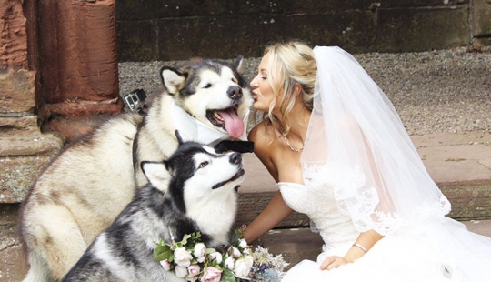 The pair made two Malamutes witnesses at the wedding, and they did it better than anyone