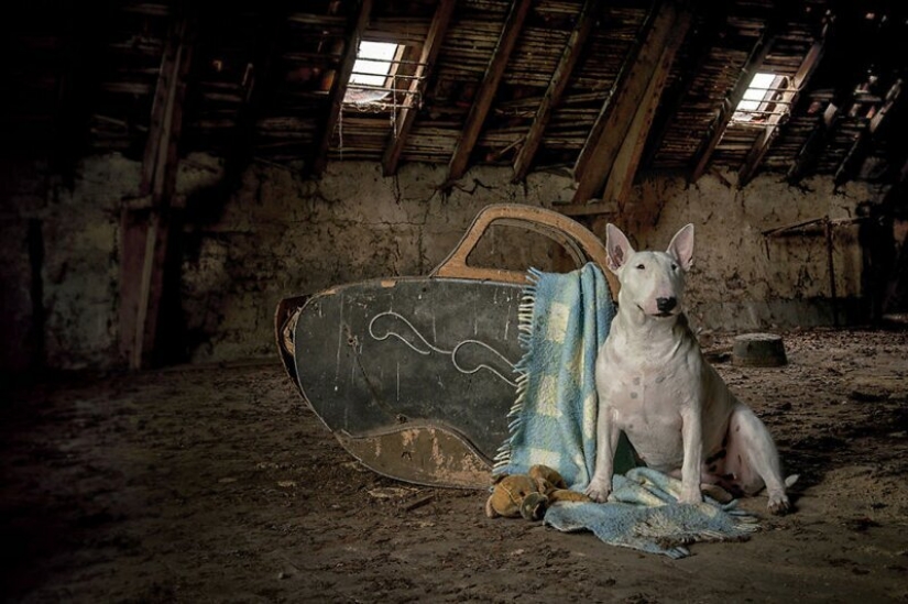 The photographer and her pit bull talk about the rules of life in the coronavirus