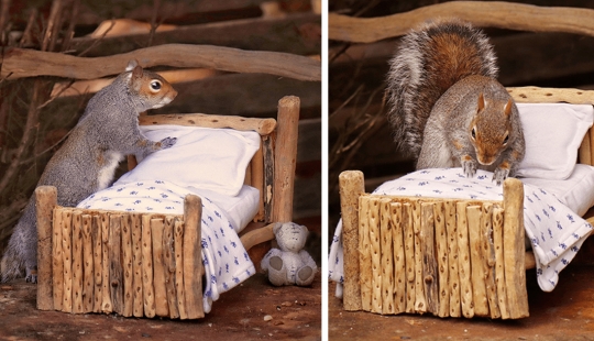The photographer made a place for the squirrels in your garden