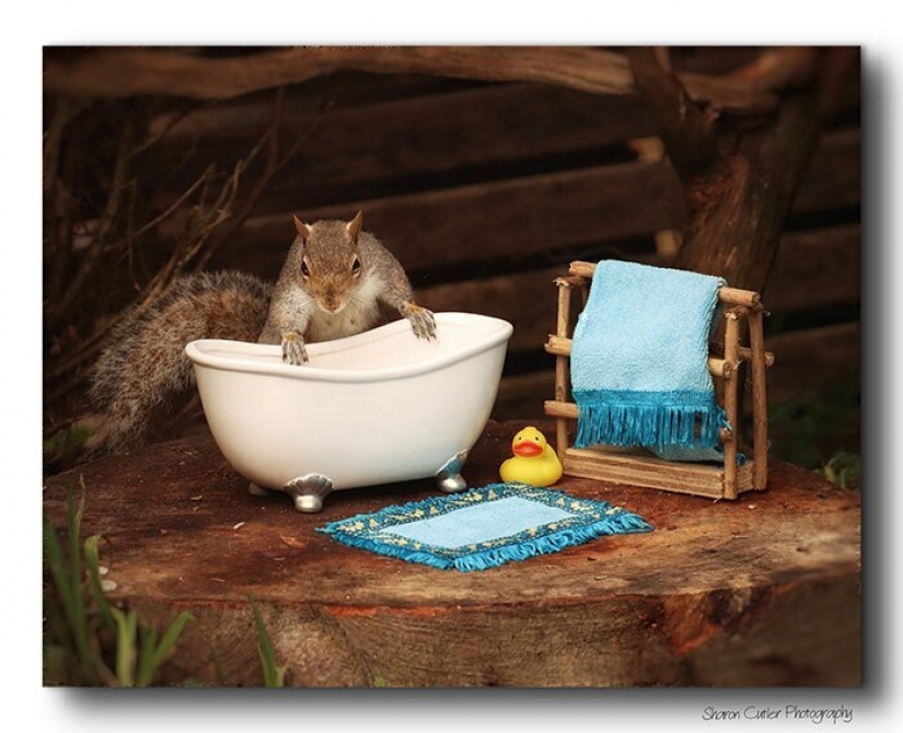 The photographer made a place for the squirrels in your garden