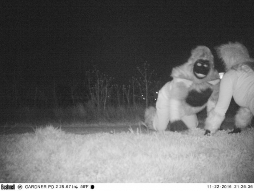 The police found the night vision camera to find the Cougar, but the situation got out of control