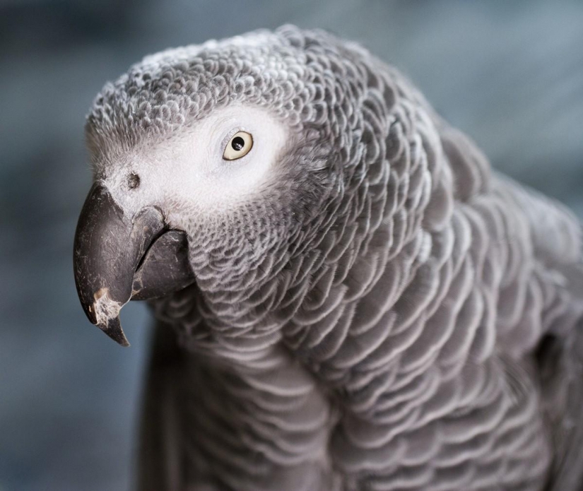 The ranking of the most intelligent animals