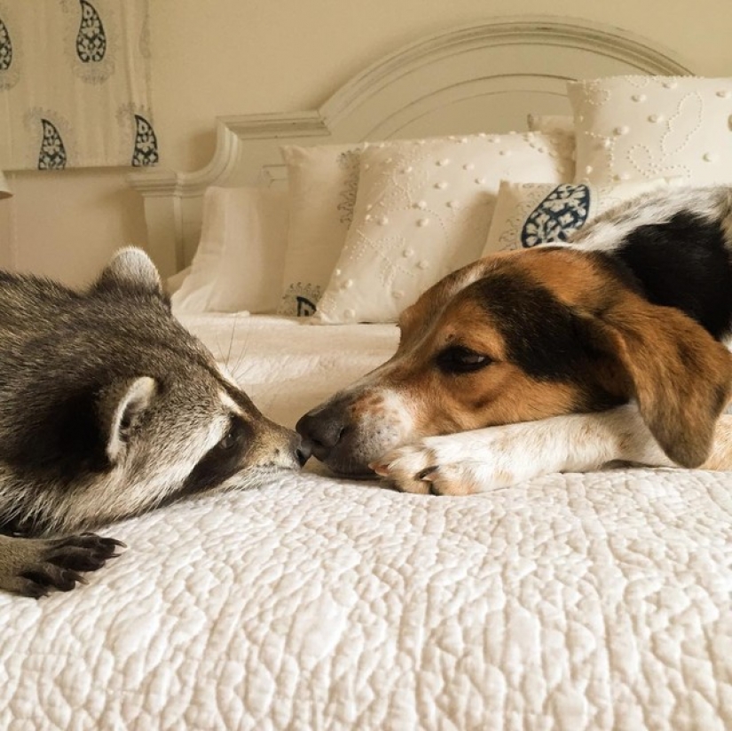 The rescued raccoon who thinks he's a dog