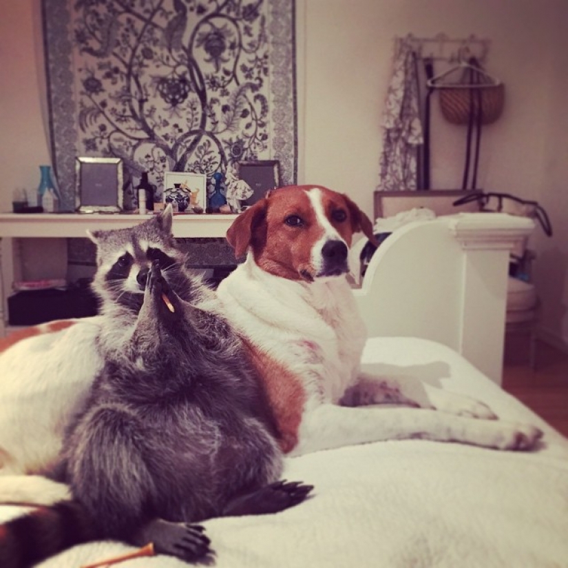 The rescued raccoon who thinks he's a dog