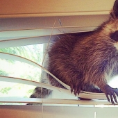 The rescued raccoon who thinks he's a dog