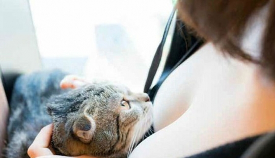 The seals and the breast: the soothing album by Japanese photographer