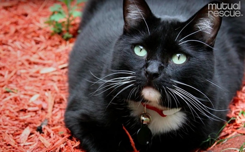 The stray cat ran the guy down and saved him from suicide