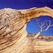 The trees, which fears the time: the oldest of Bristlecone pines more than 4.7 thousands of years