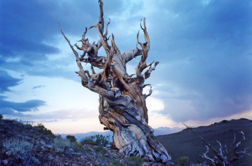 The trees, which fears the time: the oldest of Bristlecone pines more than 4.7 thousands of years