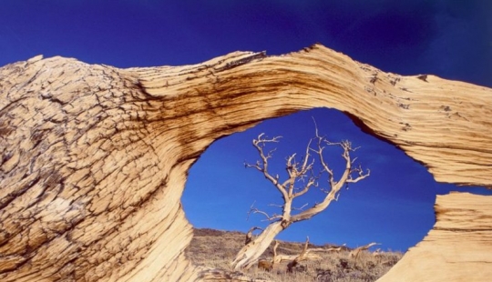 The trees, which fears the time: the oldest of Bristlecone pines more than 4.7 thousands of years The trees, which fears the time: the oldest of Bristlecone pines more than 4.7 thousands of years