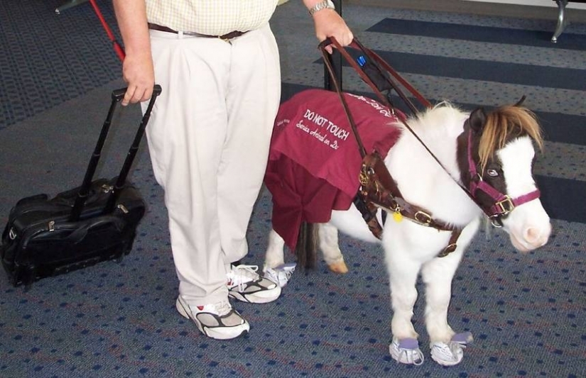 The U.S. Department of transportation was allowed to carry on Board mini-horses