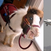 The U.S. Department of transportation was allowed to carry on Board mini-horses