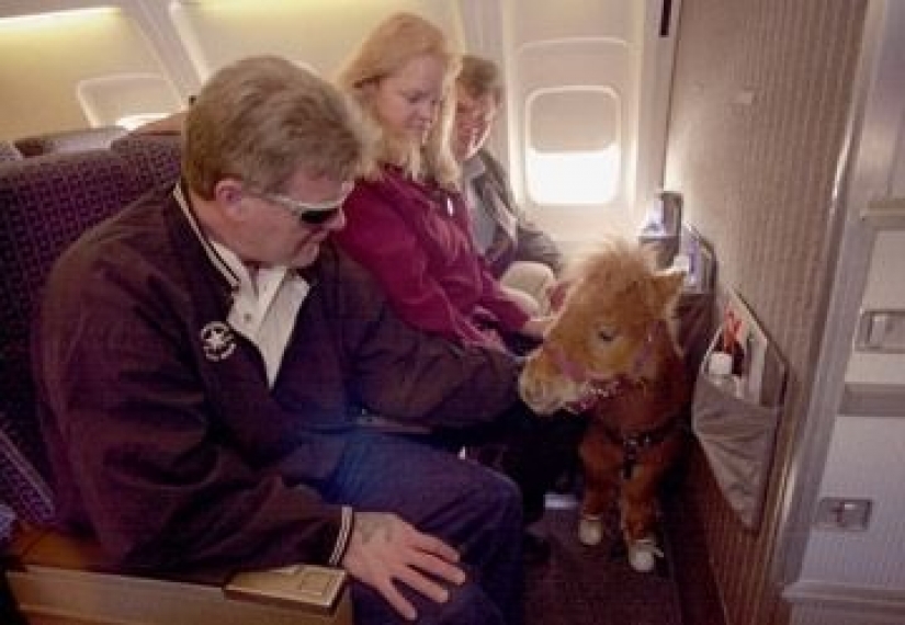 The U.S. Department of transportation was allowed to carry on Board mini-horses