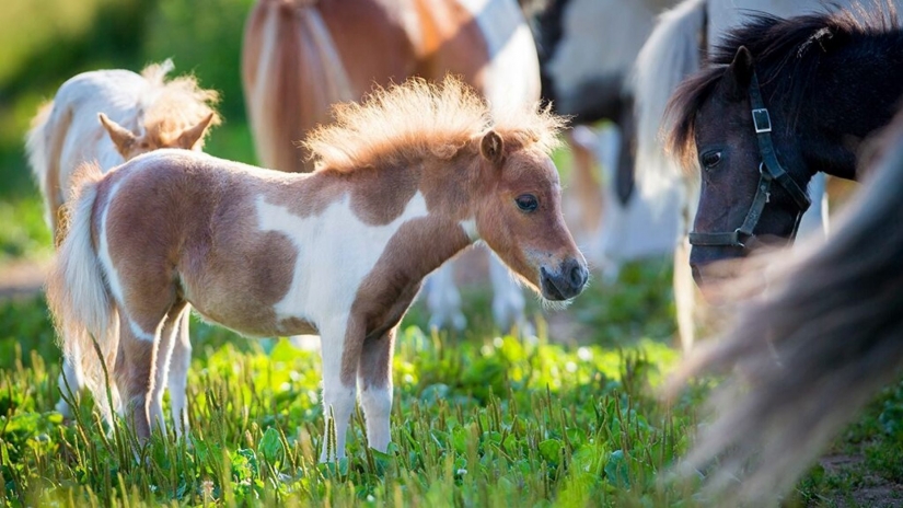 The U.S. Department of transportation was allowed to carry on Board mini-horses