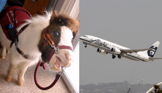 The U.S. Department of transportation was allowed to carry on Board mini-horses