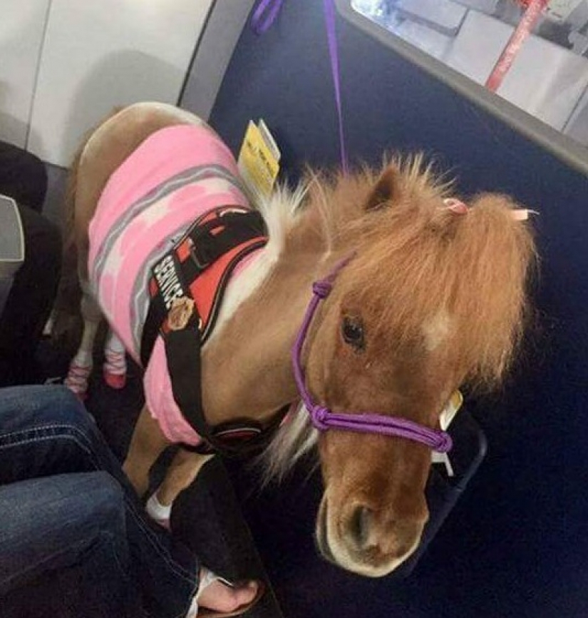 The U.S. Department of transportation was allowed to carry on Board mini-horses