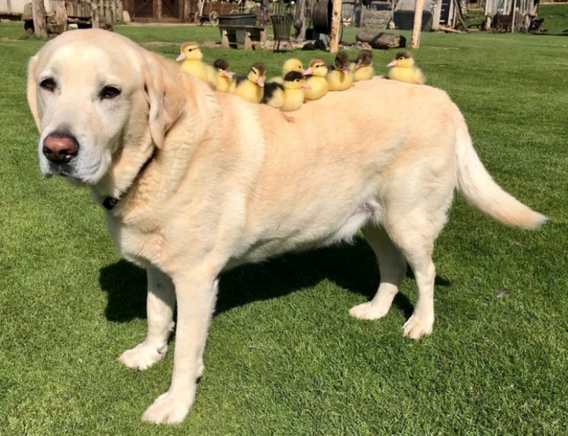 There are no other children, the dog became a foster father to orphaned ducklings