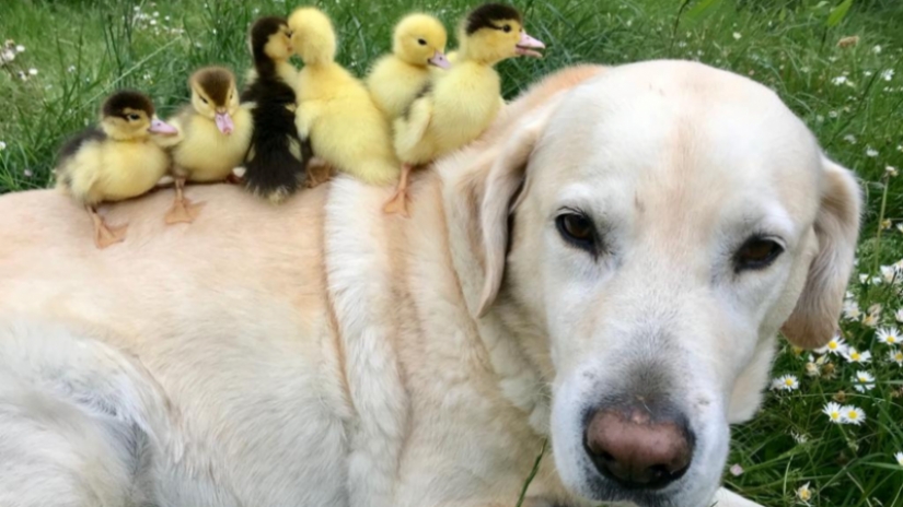 There are no other children, the dog became a foster father to orphaned ducklings