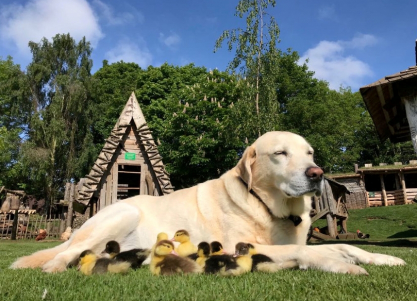 There are no other children, the dog became a foster father to orphaned ducklings