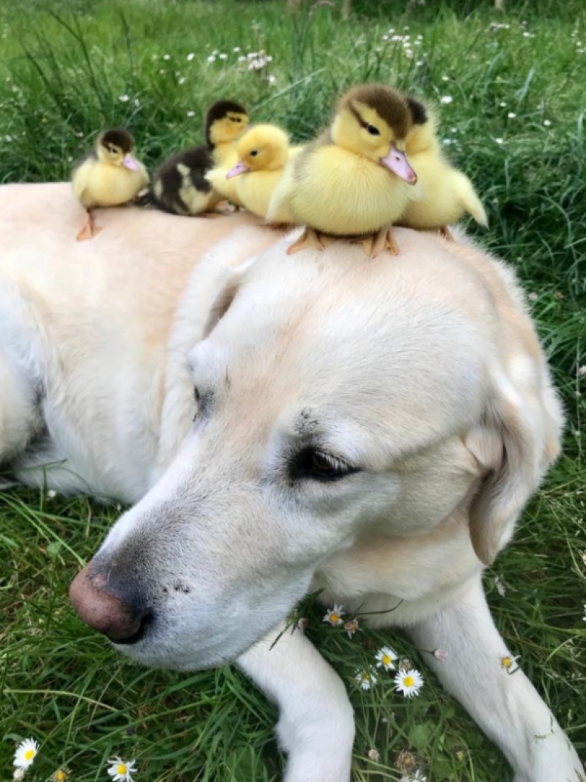 There are no other children, the dog became a foster father to orphaned ducklings