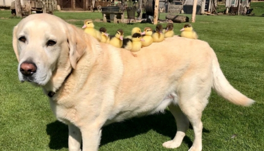 There are no other children, the dog became a foster father to orphaned ducklings