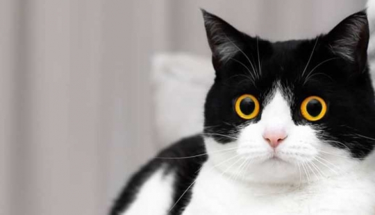 These eyes opposite: cat Izzy, from the view which is impossible to break away