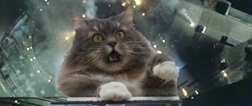This is epic! Cat in the window became a hero of the battle fotoshoperov