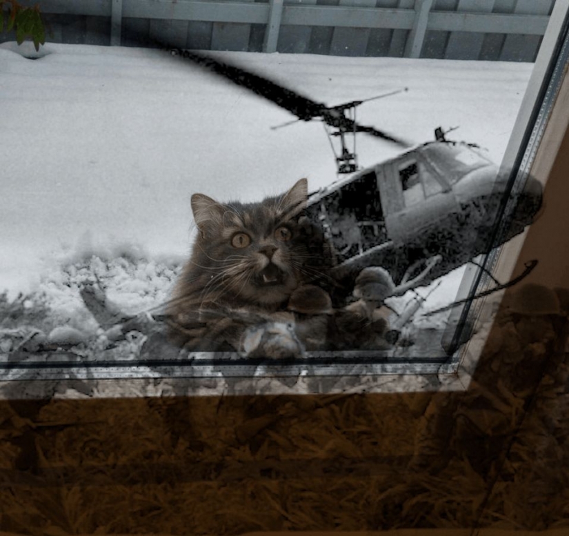 This is epic! Cat in the window became a hero of the battle fotoshoperov