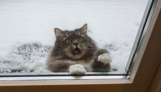 This is epic! Cat in the window became a hero of the battle fotoshoperov