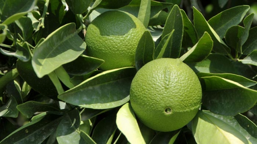 Top 10 citrus fruits you probably haven't tried