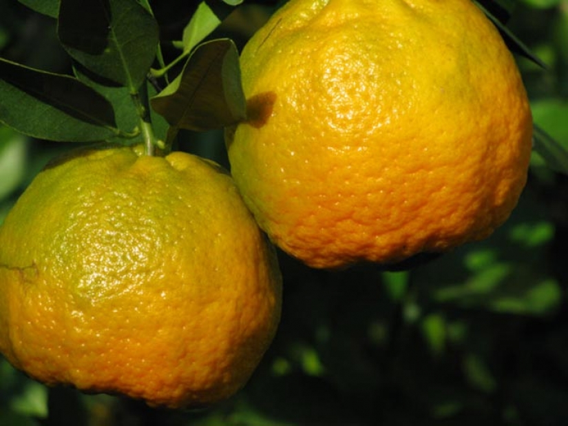 Top 10 citrus fruits you probably haven't tried