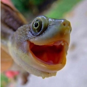 Turtles are better than cats