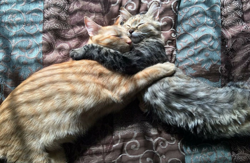 Two kittens fell in love with each other and just can't hide their feelings
