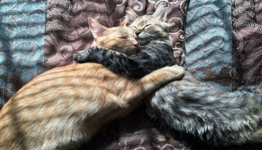 Two kittens fell in love with each other and just can't hide their feelings