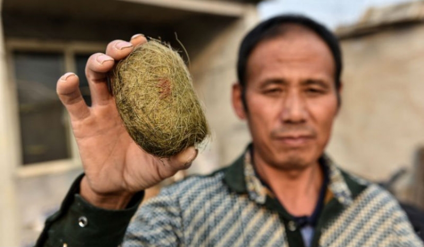 Un campesino Chino se encuentra en la vesícula biliar de que el cerdo es un tesoro