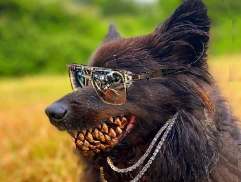 Un perro con un nudo en la boca se convirtió en el héroe de los "memes" y fotozhab