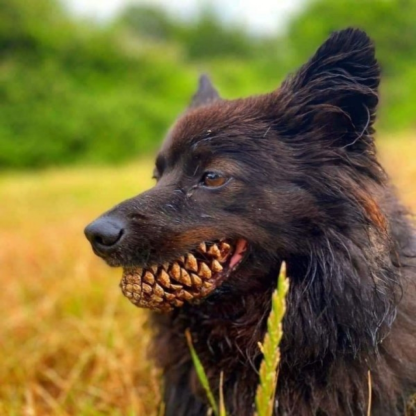 Un perro con un nudo en la boca se convirtió en el héroe de los "memes" y fotozhab