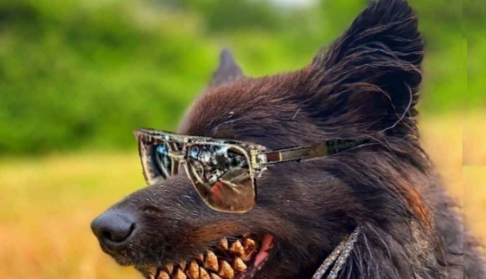 Un perro con un nudo en la boca se convirtió en el héroe de los "memes" y fotozhab